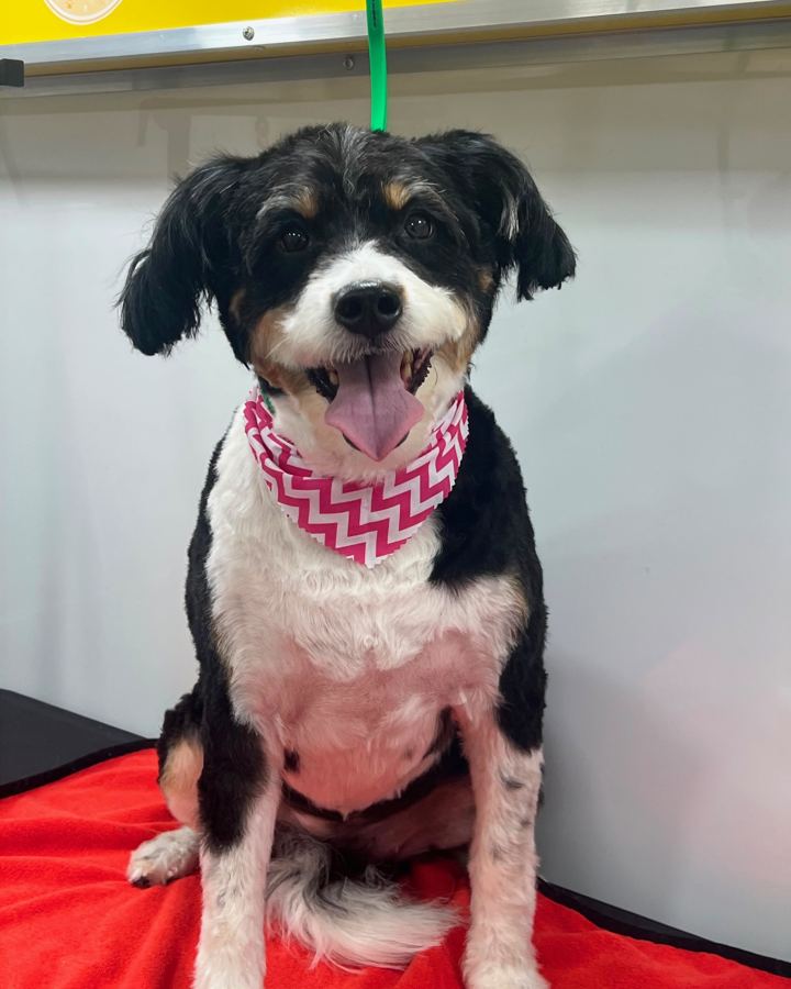 The same dog dried and trimmed, wearing a pink chevron bandana