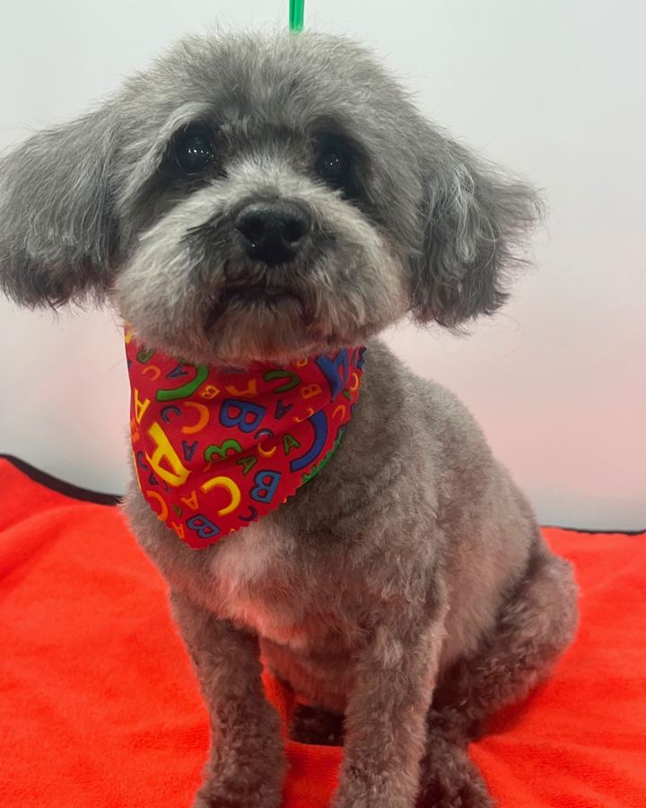 Gray curly dog in a red bandana printed with letters