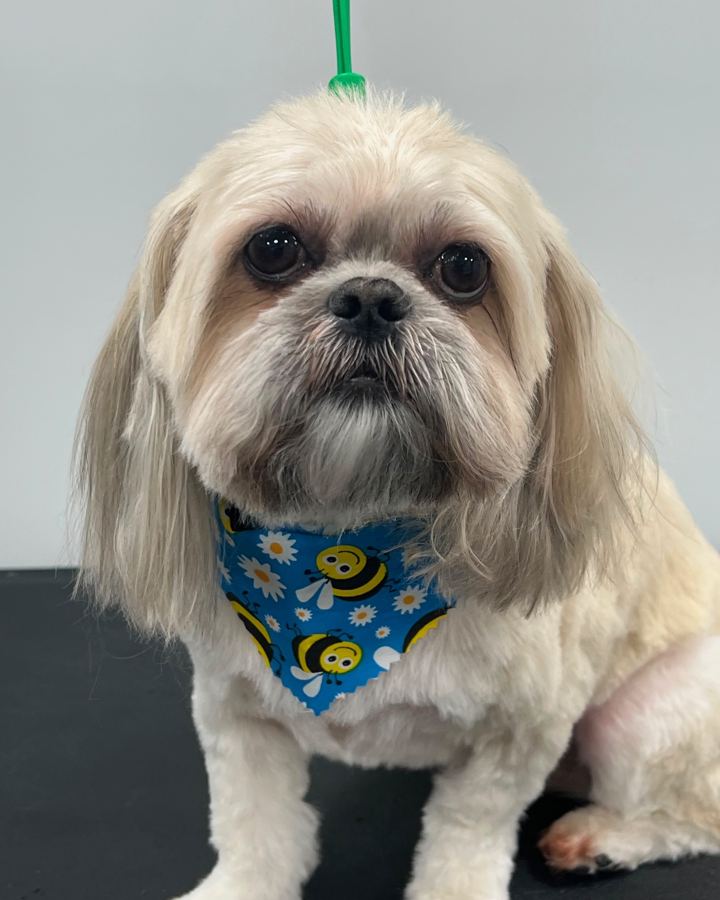 Cream long-eared dog in a blue bandana with bees