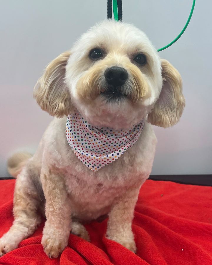 Cream fluffy dog in a polka dot bandana
