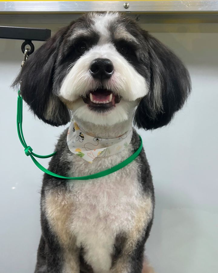 Black and white dog with a fresh trim, smiling