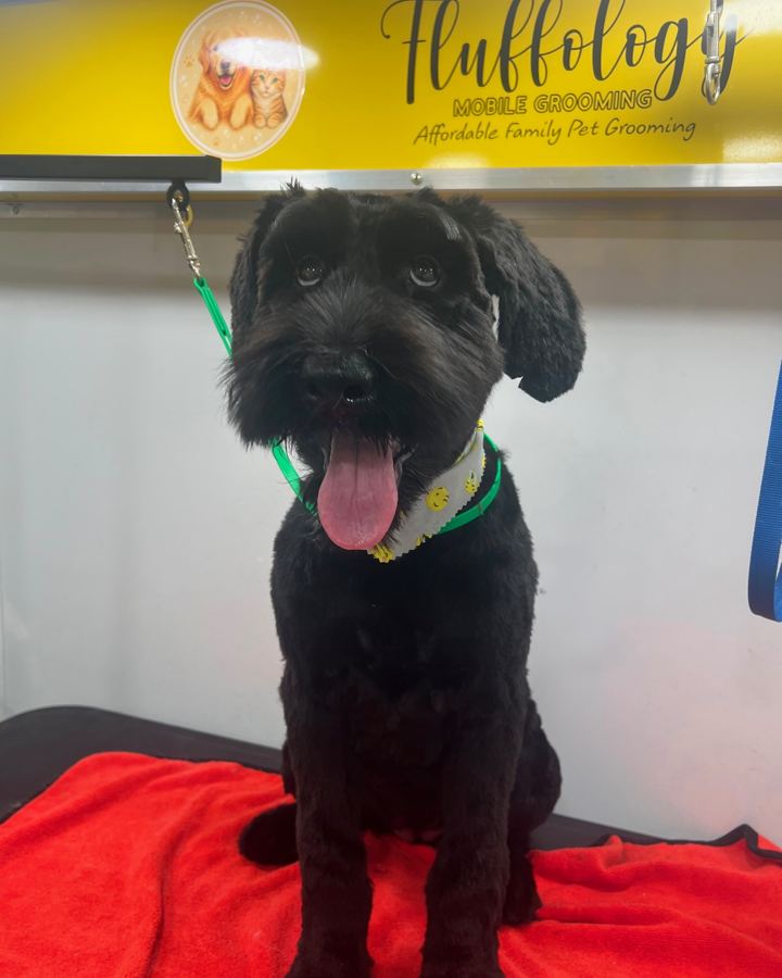 Black dog with a neat trim under the Fluffology sign
