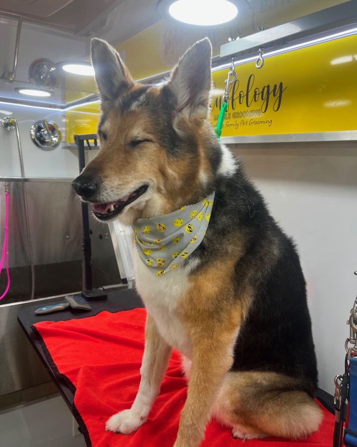 Shepherd-type dog in a smiley face bandana inside the van