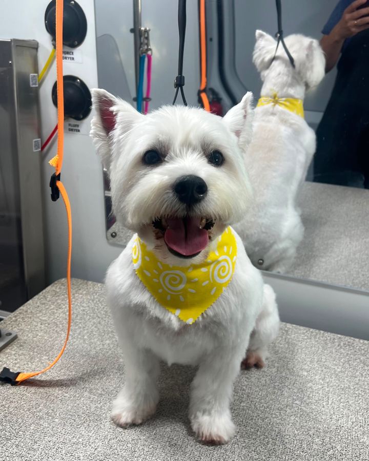 White terrier on the grooming table inside the van, with dryers on the wall