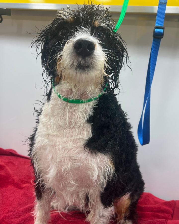 Black, white and tan dog soaking wet after a bath